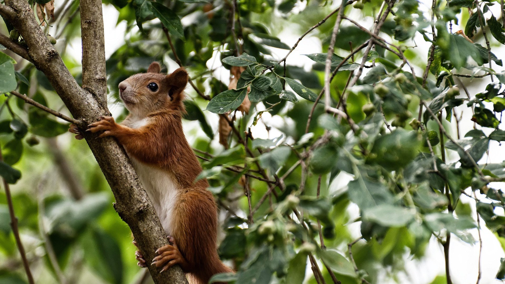 “爆发式全场攻势,比分不断刷新纪录,比赛精彩绝伦”,爆发力爆棚